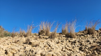 Poa grasses in a stony dry habitat, wonderful erosion control herb in Mediterranean shrublands