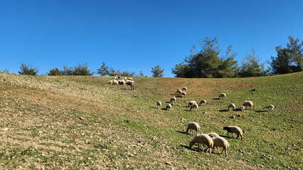 A sheep flock grazing in a pasture in Mediterranean region in winter 