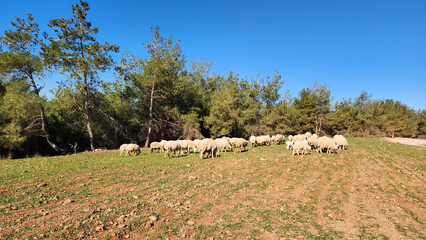 A sheep flock grazing in a pasture in Mediterranean region in winter 