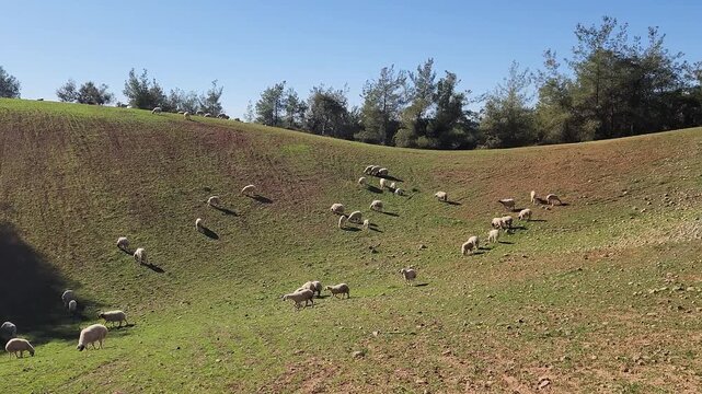 A sheep flock grazing in a pasture in Mediterranean region in winter 