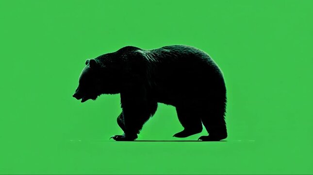Silhouette of Bear Walking Animation on Green Screen Background