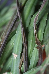 Lepismium bolivianum epifit kaktus boliwijski © Perovskia