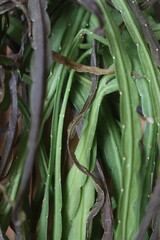 Lepismium bolivianum epifit kaktus boliwijski © Perovskia