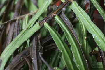 Lepismium bolivianum epifit kaktus boliwijski © Perovskia