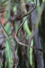 Lepismium bolivianum epifit kaktus boliwijski © Perovskia