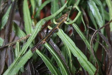 Lepismium bolivianum epifit kaktus boliwijski © Perovskia