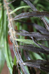 Lepismium bolivianum epifit kaktus boliwijski © Perovskia