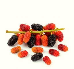 sh Ripe Mulberries on Branch Isolated on White Background