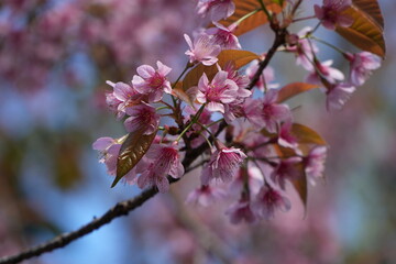 Pink Cherry Blossom Flowers Blooming on Tree Branch in Spring