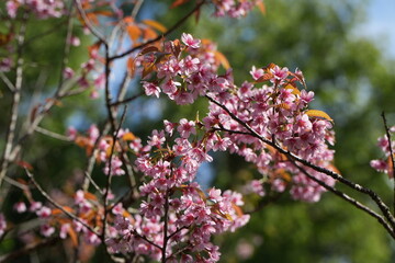 Pink Cherry Blossom Flowers Blooming on Tree Branch in Spring