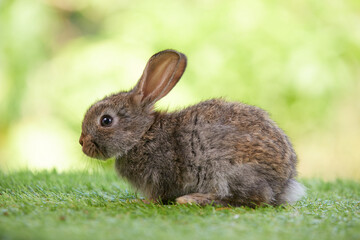 Obraz premium cute rabbit sitting and looking something on a green grass in summer day