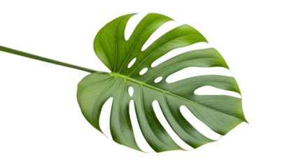 Single green monstera leaf with fenestrations on black background plant tropical, Isolated On Png Transparent Background