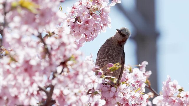 [Slow motion] A Japanese brown-eared Bulbul sipping nectar from Kawazu cherry blossoms