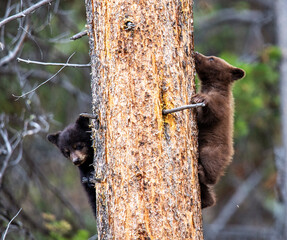 brown bear cub © Sai
