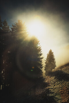 Soleil orange &agrave; travers les sapins et le brouillard dans les Alpes Suisse