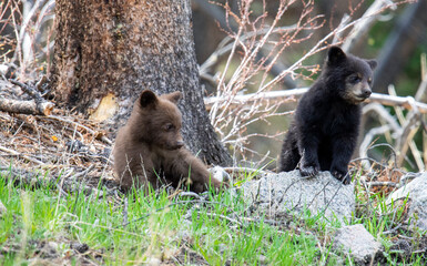 A cute black bear cub and brown bear cubs are wild mammal predators with thick fur playing in the sun in a nature forest wildlife habitat © Sai