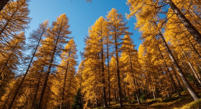 Vibrant golden autumn colors illuminate a vast forest of towering larch trees under a bright blue sky, creating a stunning wilderness landscape ,trees ,natural ,growth
