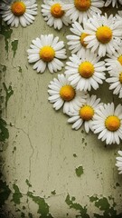 Obraz premium Daisies with water drops on vintage green background. Spring floral greeting card. March 8, International Womens Day flower wallpaper.