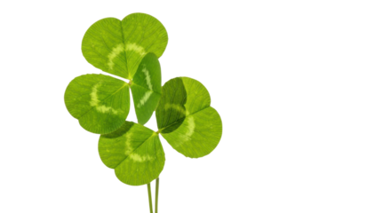 Single green clover with four leaves against a black background leaf plant, Isolated On Png Transparent Background