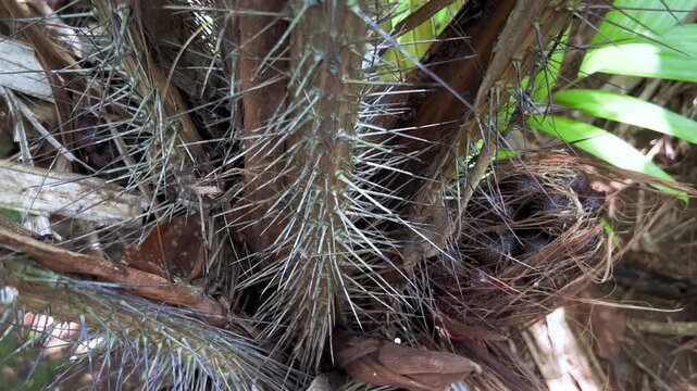 Salak fruits on a palm tree, Salacca zalacca, snake fruit. A type of palm tree with a very short stem, native to Java, Indonesia. Tropical exotic fruits. Prickly fruit. 4К