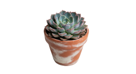 Blue green succulent plant with pink edges in a terracotta pot image, Isolated On Png Transparent Background