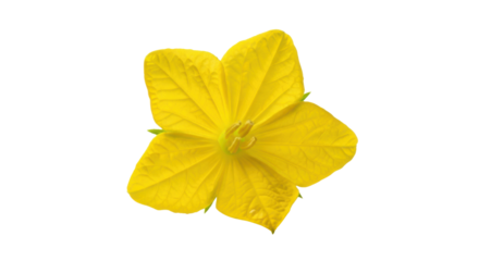 Bright yellow five petal flower with green stamen on black background bloom blossom, Isolated On Png Transparent Background