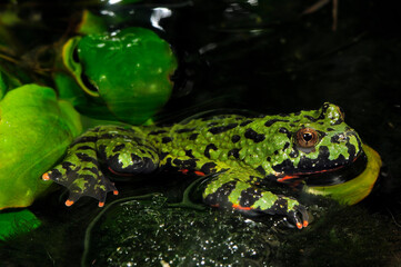 Oriental fire-bellied toad // Chinesische Rotbauchunke (Bombina orientalis)