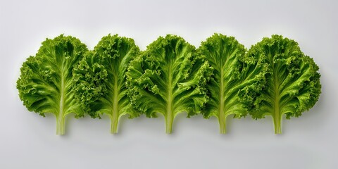 Fototapeta premium Fresh Kale Leaves: Vibrant, textured kale leaves arranged in a row, exuding freshness and the promise of healthy eating. Capturing the essence of wholesome nutrition and natural beauty.