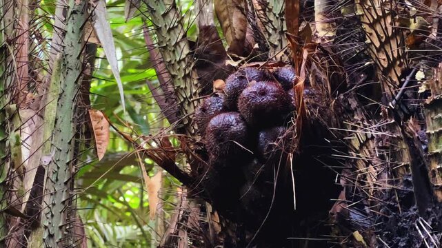 Salak fruits on a palm tree, Salacca zalacca, snake fruit. A type of palm tree with a very short stem, native to Java, Indonesia. Tropical exotic fruits. Prickly fruit. 4К