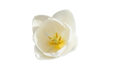 Single white tulip flower with yellow stamen on black background bloom blossom, Isolated On Png Transparent Background