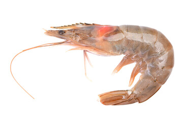 Fresh shrimp isolated on white