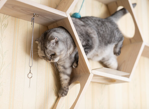 Inquisitive young gray scottish fold cat sitting on wall mounted wooden shelf, watching around curiously