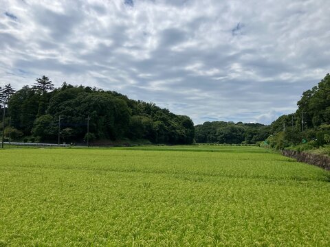 A green rice field in a peaceful Japanese rural area
