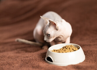Sphynx cat eats dry food from bowl