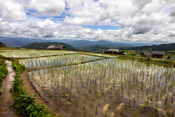 Rice Terraces in North Thailand	
