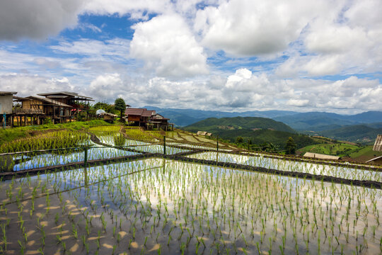 Rice Terraces in North Thailand	
