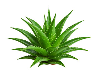 Fototapeta premium Aloe vera is a succulent plant with spiky leaves used in cosmetic products and natural cures, cut out