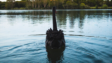 Swan swimming away on calm water