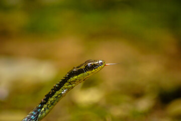wild nature with snakes and jungle cats. wild nature of indonesia