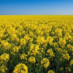 Obraz premium Vibrant yellow rapeseed flowers bloom profusely across a large agricultural field under a clear blue sky on a sunny summer day, farming, farm land, landscape