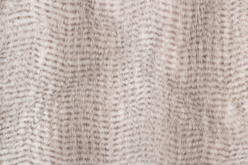 Snow leopard fur, texture background in your project