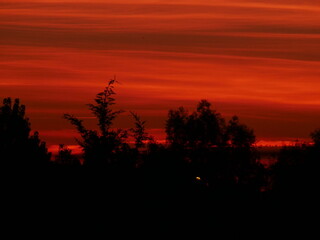 sunset scenery with some bushes in front