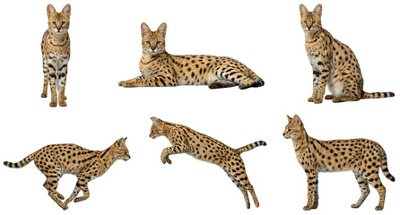 Obraz premium set of a serval in different poses, standing, jumping, sitting isolated on a transparent background