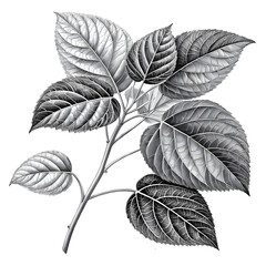 Botanical Plant Leaves Illustration - Nature Art Drawing on transparent background