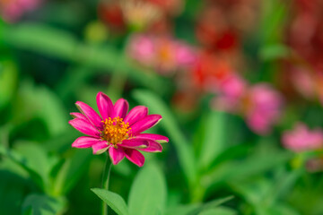 ピンクのジニア