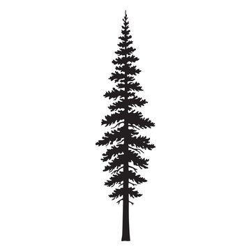 Douglas Fir Tree Silhouette Vector Illustration Isolated Evergreen Design