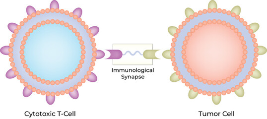 Cytotoxic T-Cell Engaging Tumor Cell via Immunological Synapse Vector Illustration