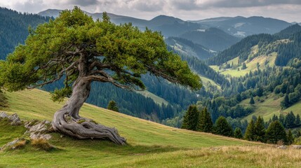 Majestic Tree on Mountain Slope Amidst Lush Green Landscape and Distant Hills