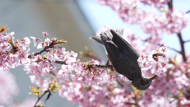[Slow motion] A Japanese brown-eared Bulbul sipping nectar from Kawazu cherry blossoms