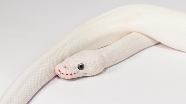 Albino White Snake Slowly Slithering on White Background